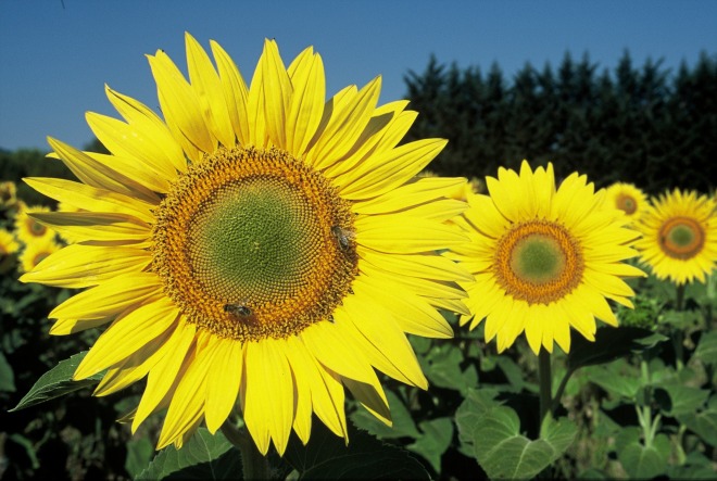 61 3 sunflowers.jpg